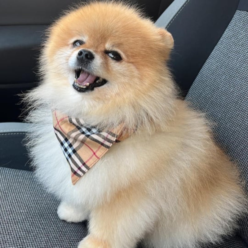Classic Dog Bandana