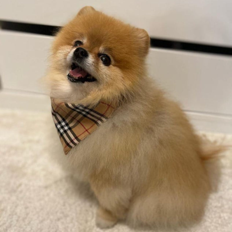 Classic Dog Bandana