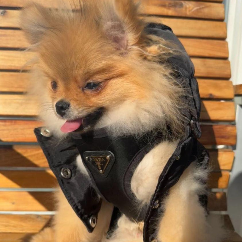 PR Designer Harness And Leash Set