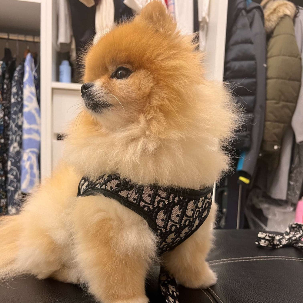 CD Luxury Harness And Leash Set