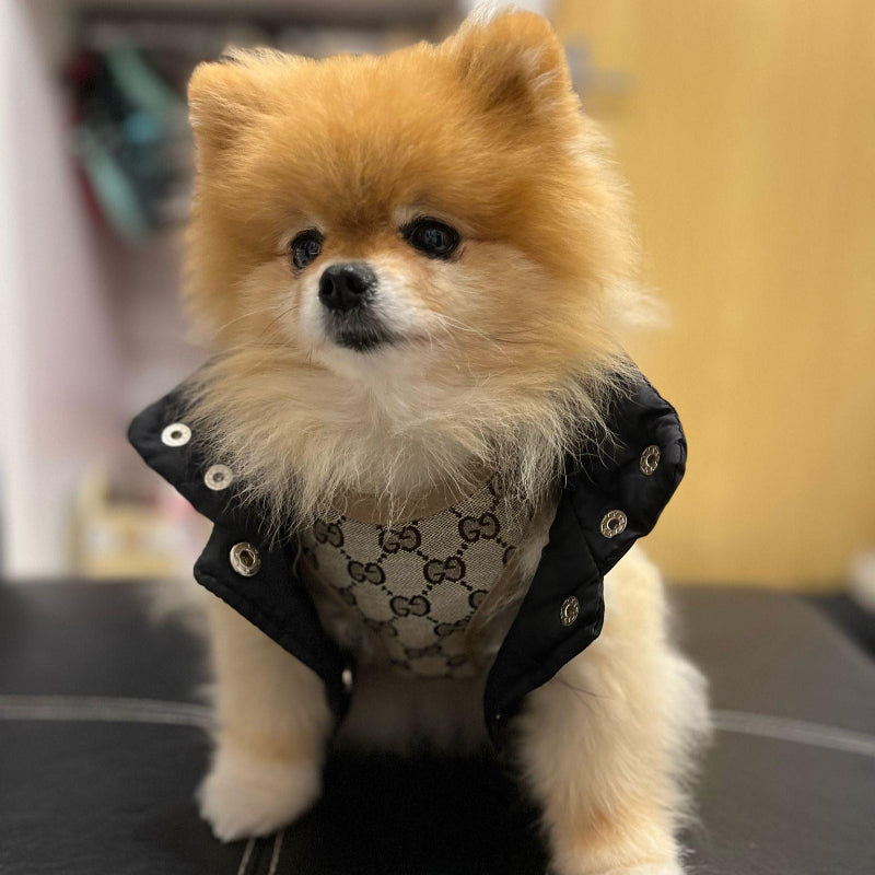 Pawcci Designer Harness With Leash Set