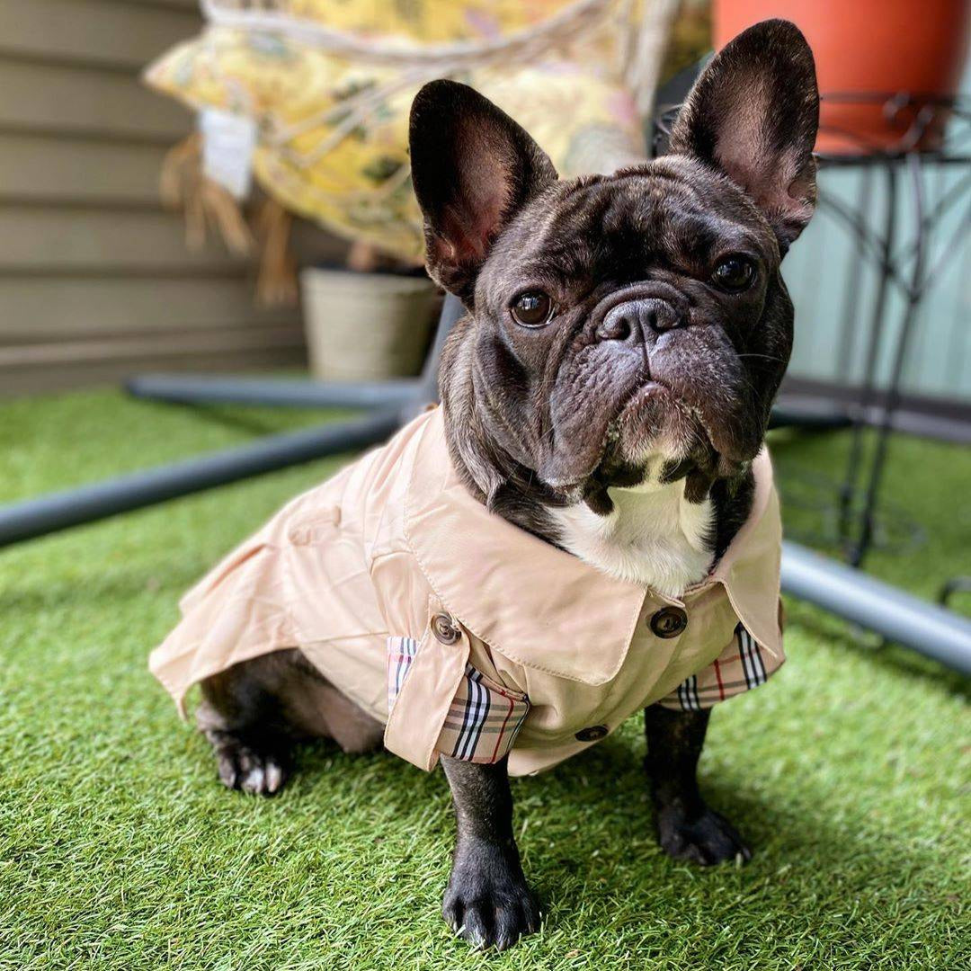 Classic Dog Dress
