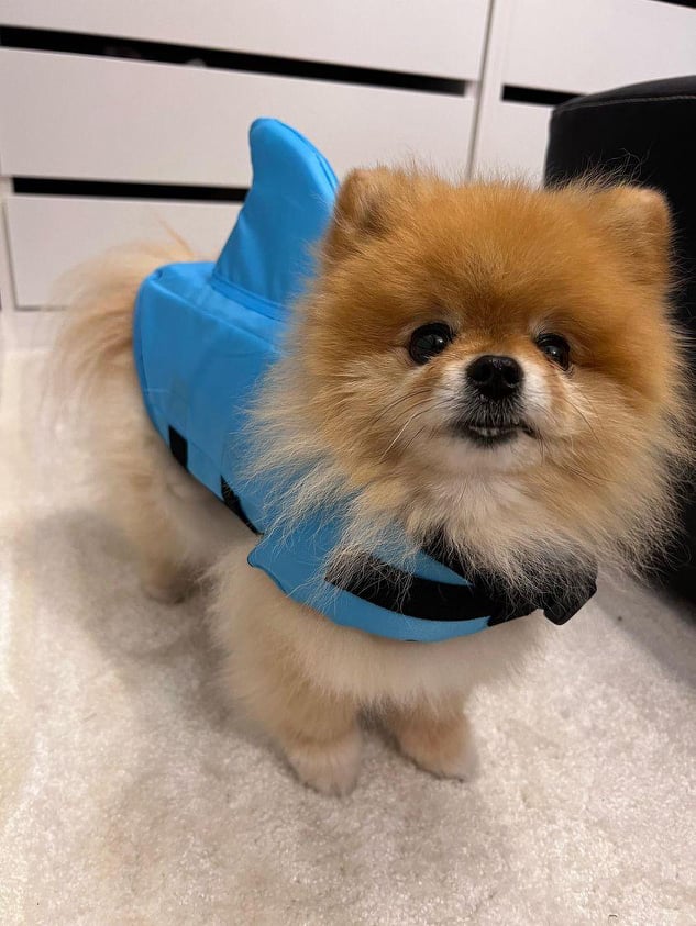 Pomiez-World Shark Vest