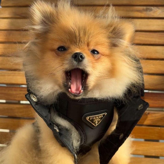 PR Designer Harness And Leash Set