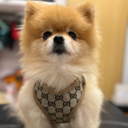 Pawcci Designer Harness With Leash Set
