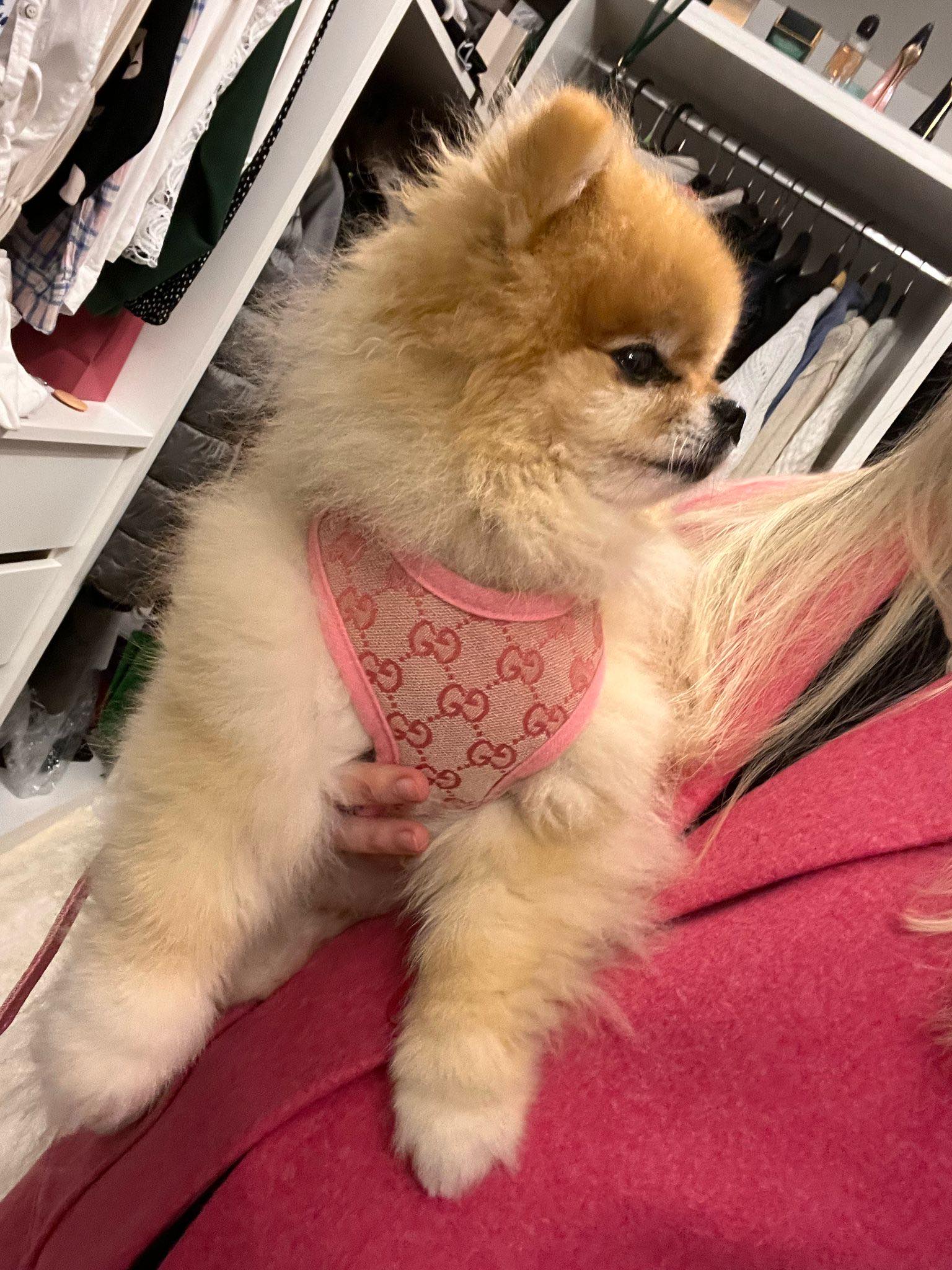 Pawcci Designer Pomeranian Harness