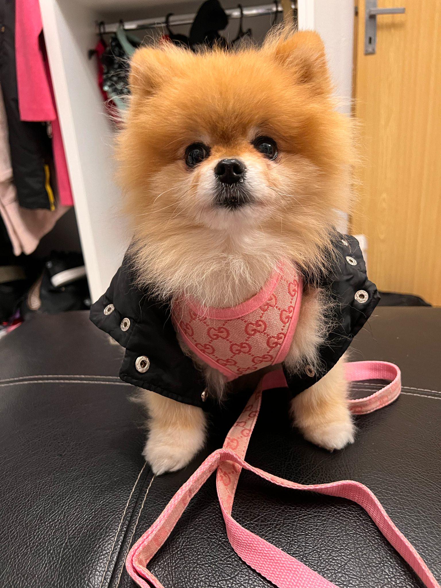 Pawcci Designer Pomeranian Harness