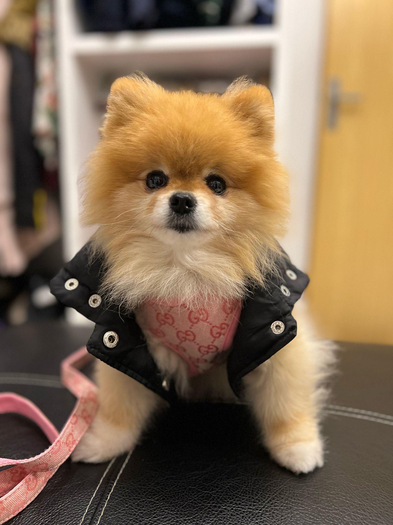 Pawcci Designer Pomeranian Harness