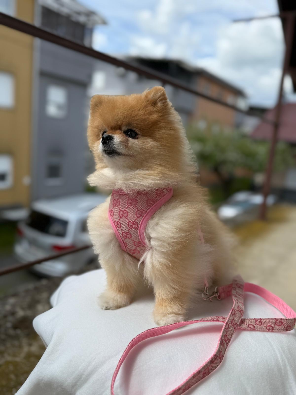 Pawcci Designer Pomeranian Harness