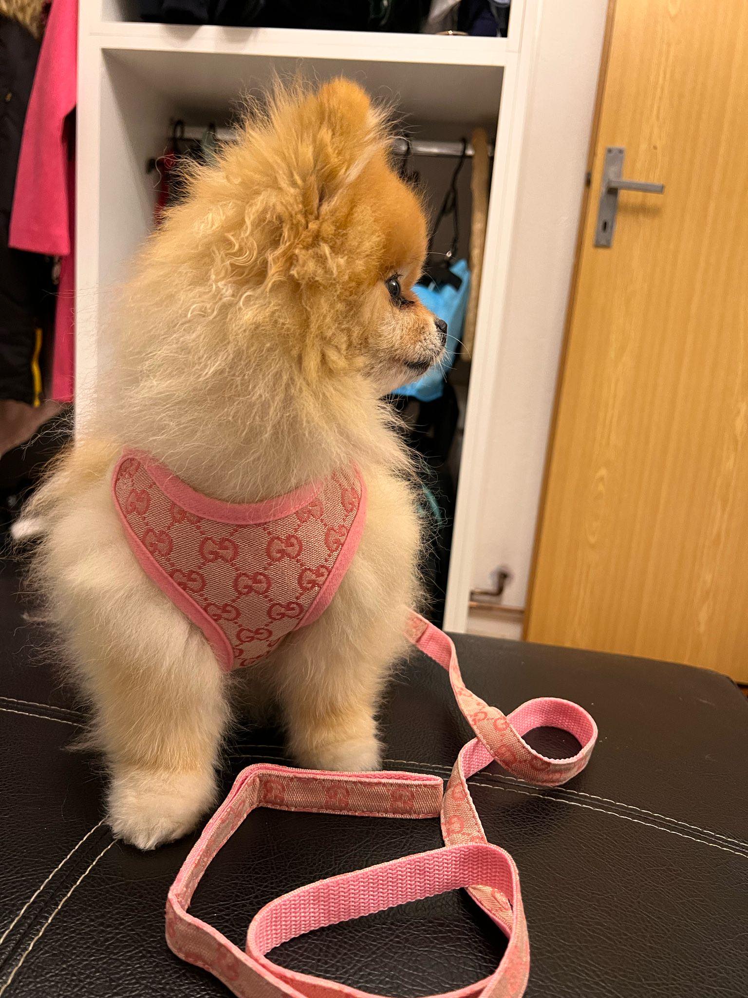 Pawcci Designer Pomeranian Harness