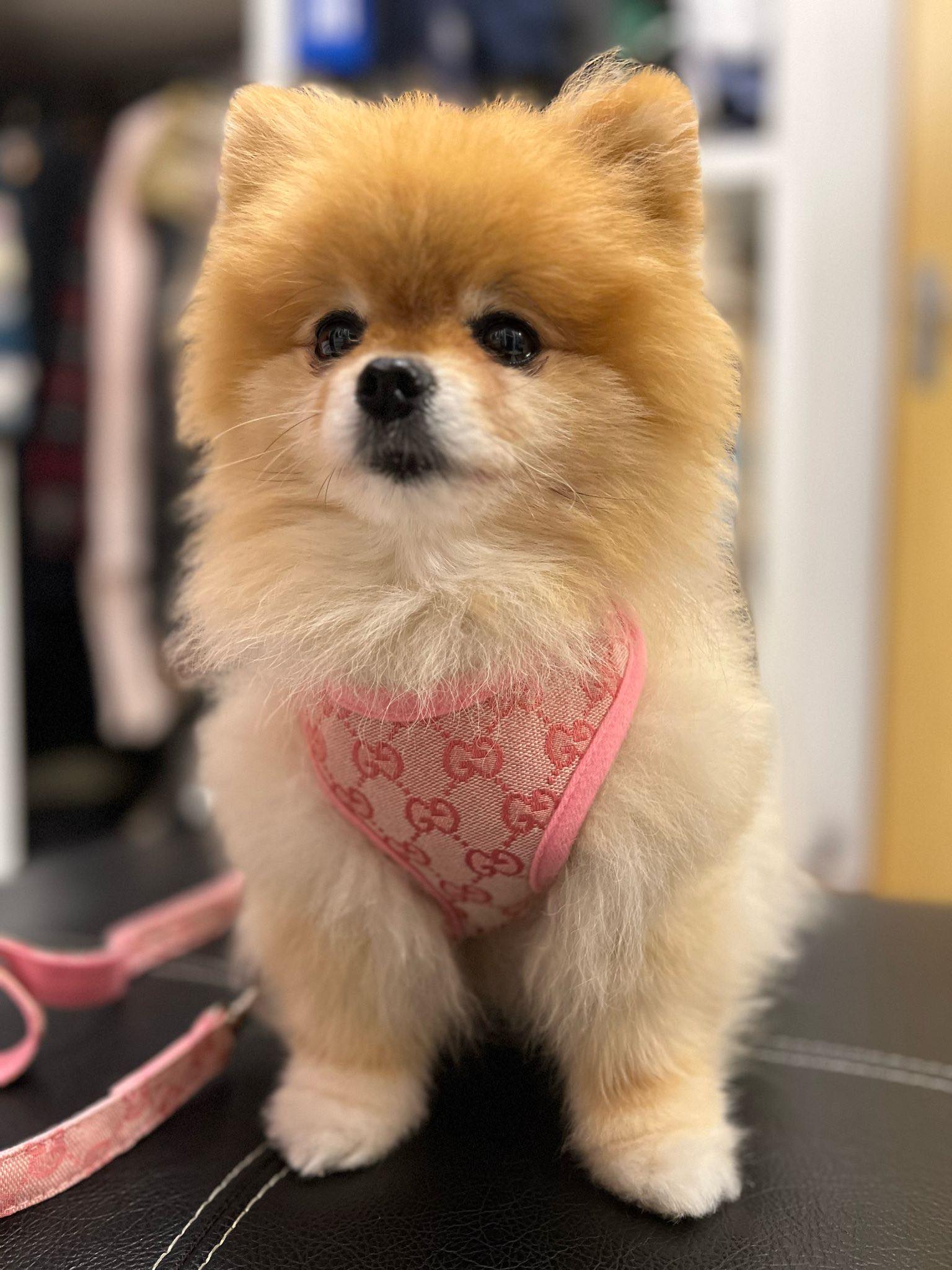 Pawcci Designer Pomeranian Harness