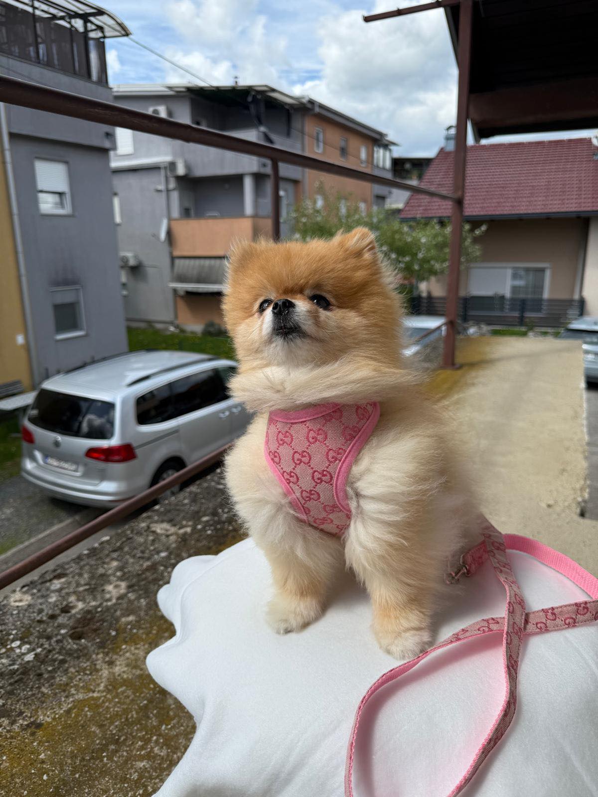 Pawcci Designer Pomeranian Harness
