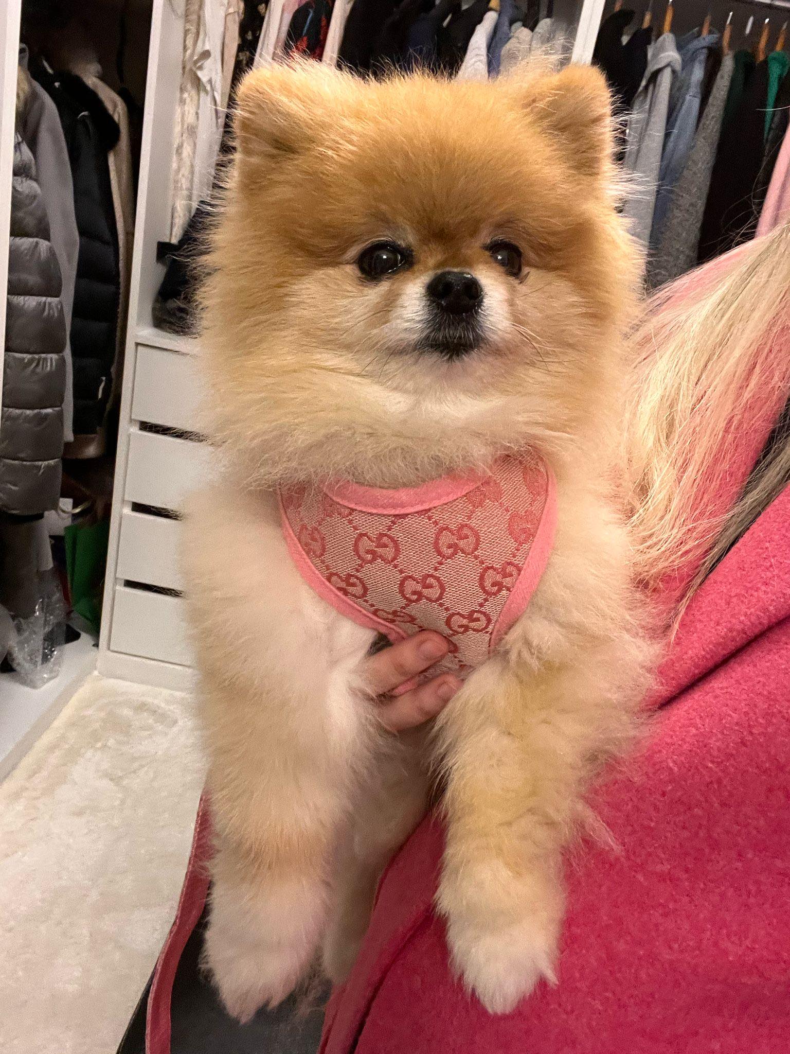 Pawcci Designer Pomeranian Harness