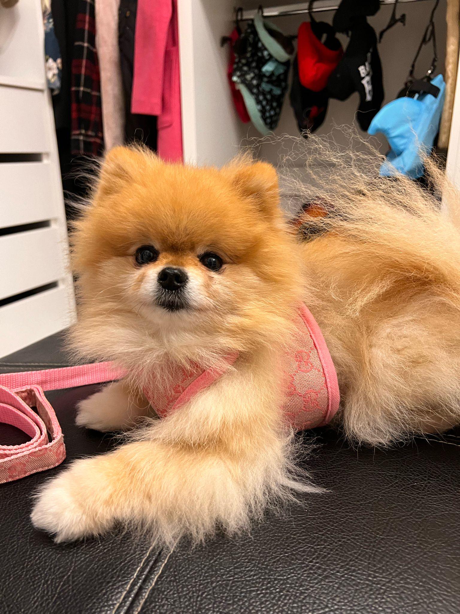 Pawcci Designer Pomeranian Harness