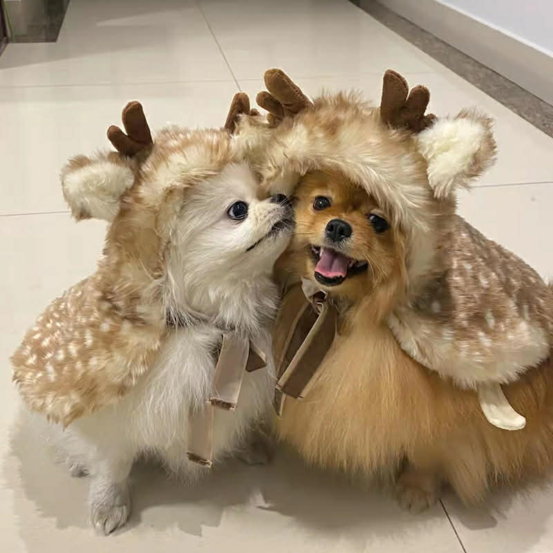 Pomeranian Christmas Costume