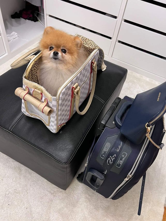 Parisian Designer Luxury Dog Carrier – Paw Roll