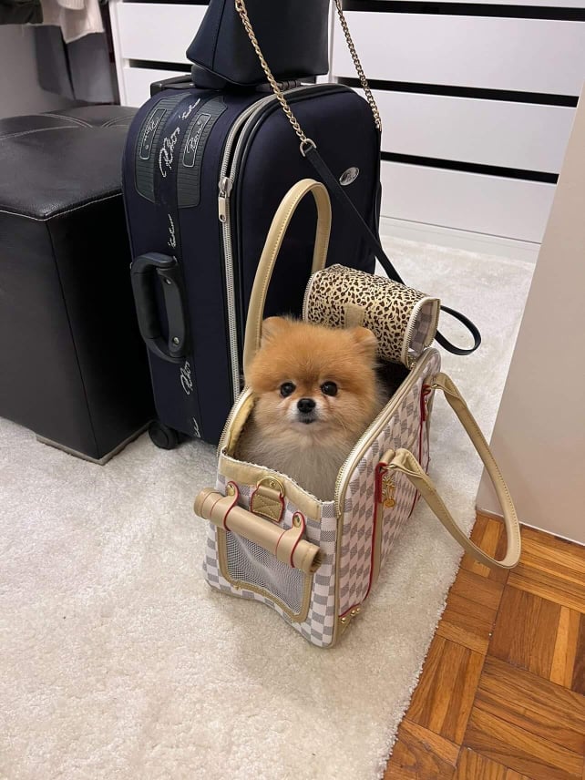 lv puppy bag