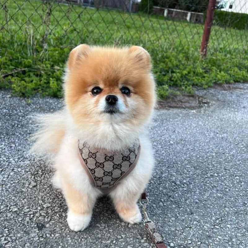 Pawcci Designer Harness With Leash Set