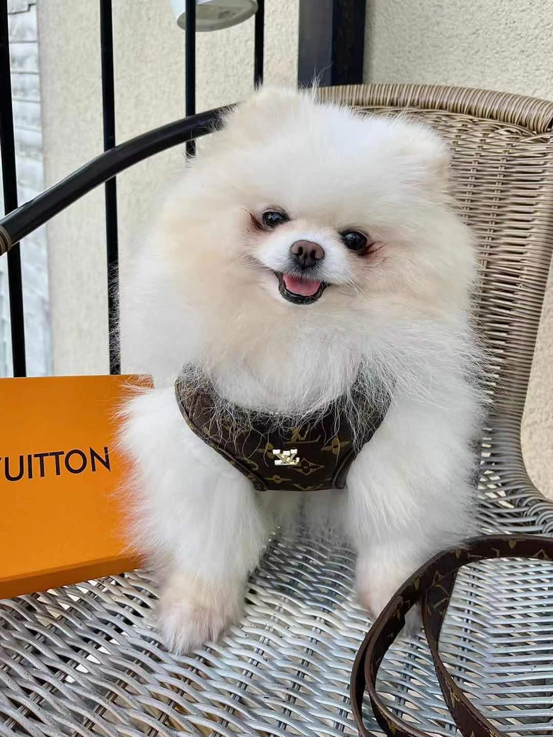 Louis Vuitton, Dog, Doggy Vuitton Harness Set