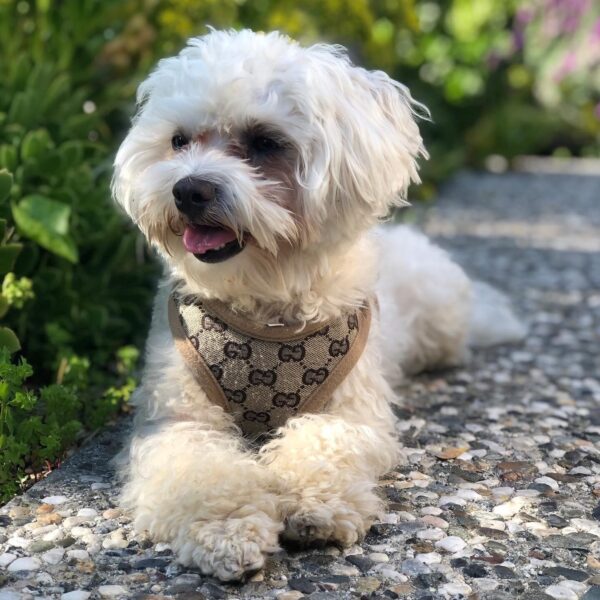 Pawcci Winter Dog Harness Vest
