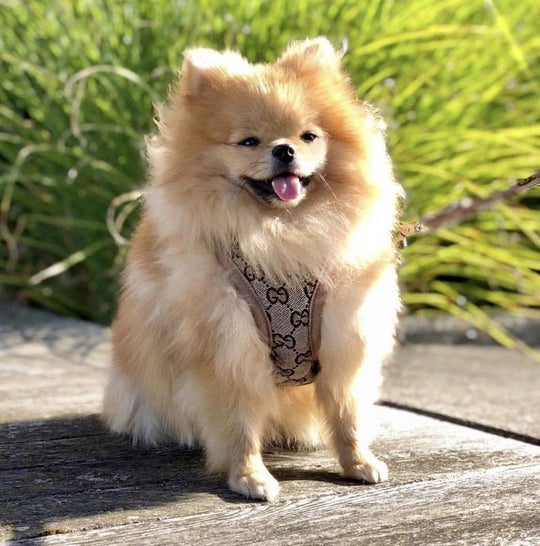 Pawcci Designer Dog Harness With Leash Set